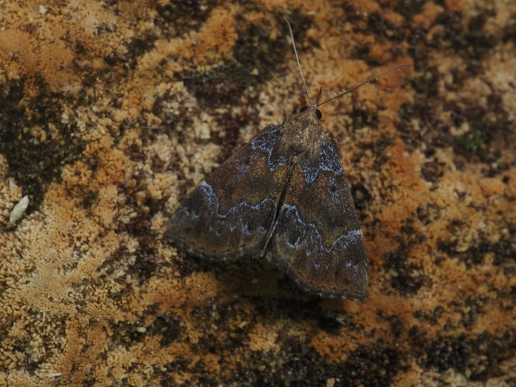 Bomolocha rivuligera (Butler, 1881) photograph