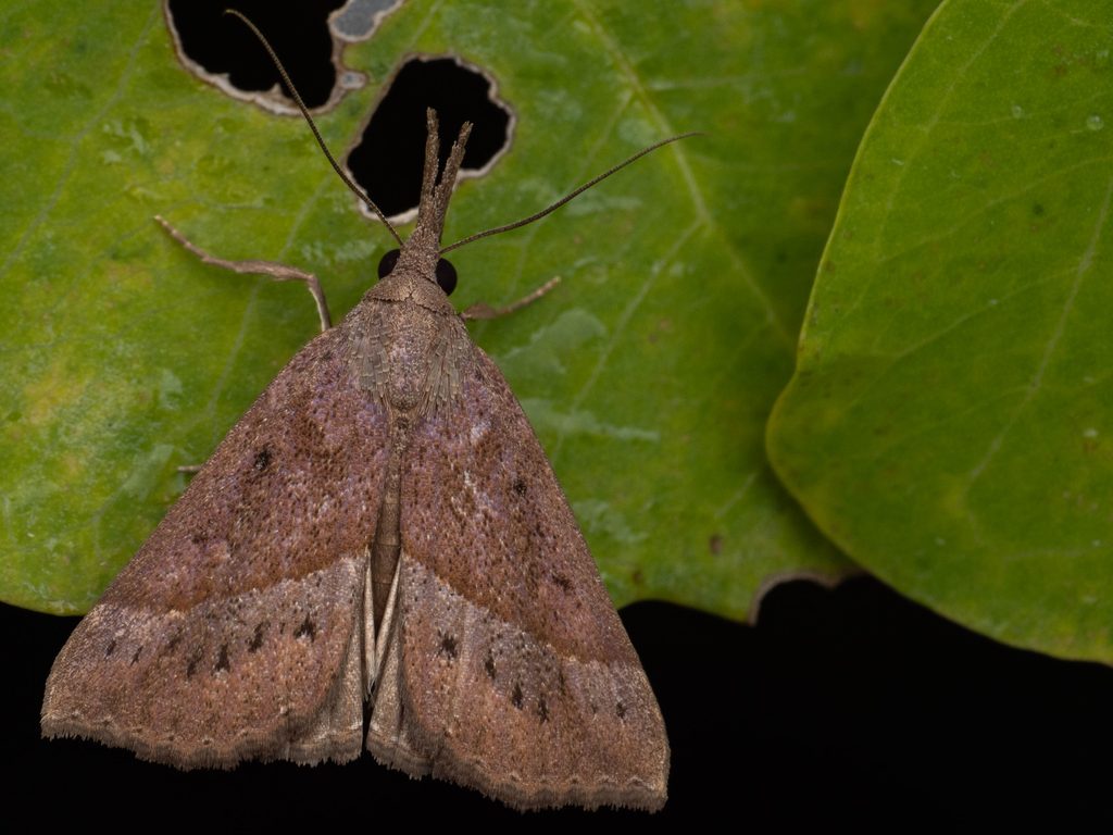 Hypena subcyanea Butler, 1880 photograph