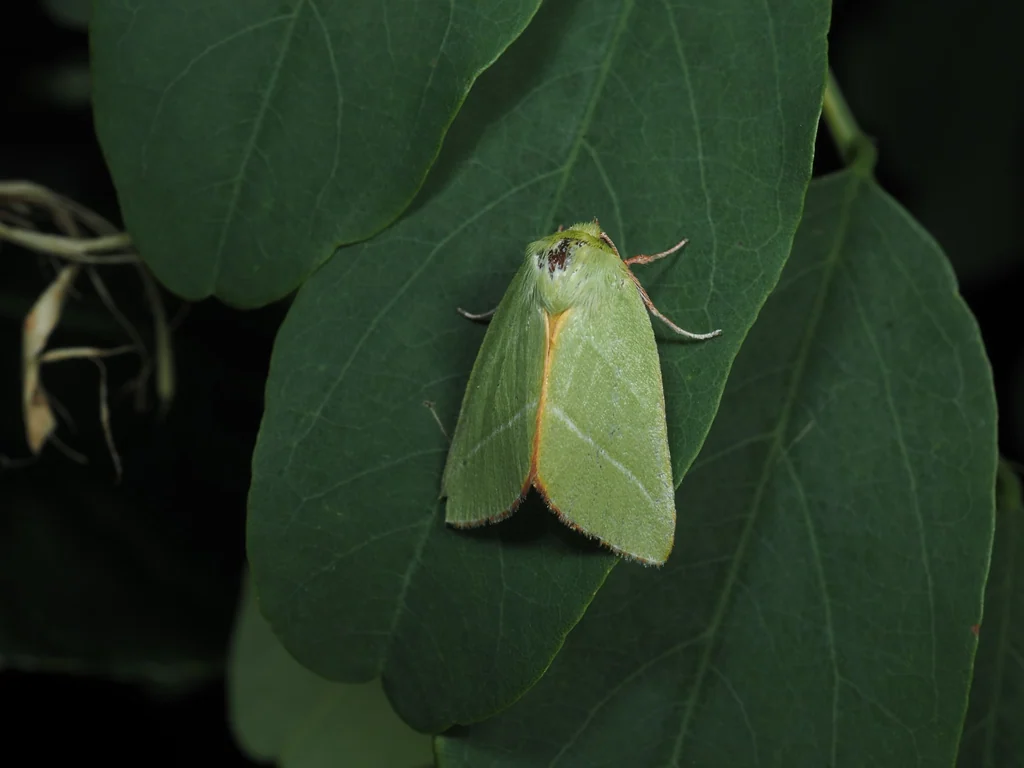 Pseudoips prasinanus (Linnaeus, 1758) photograph