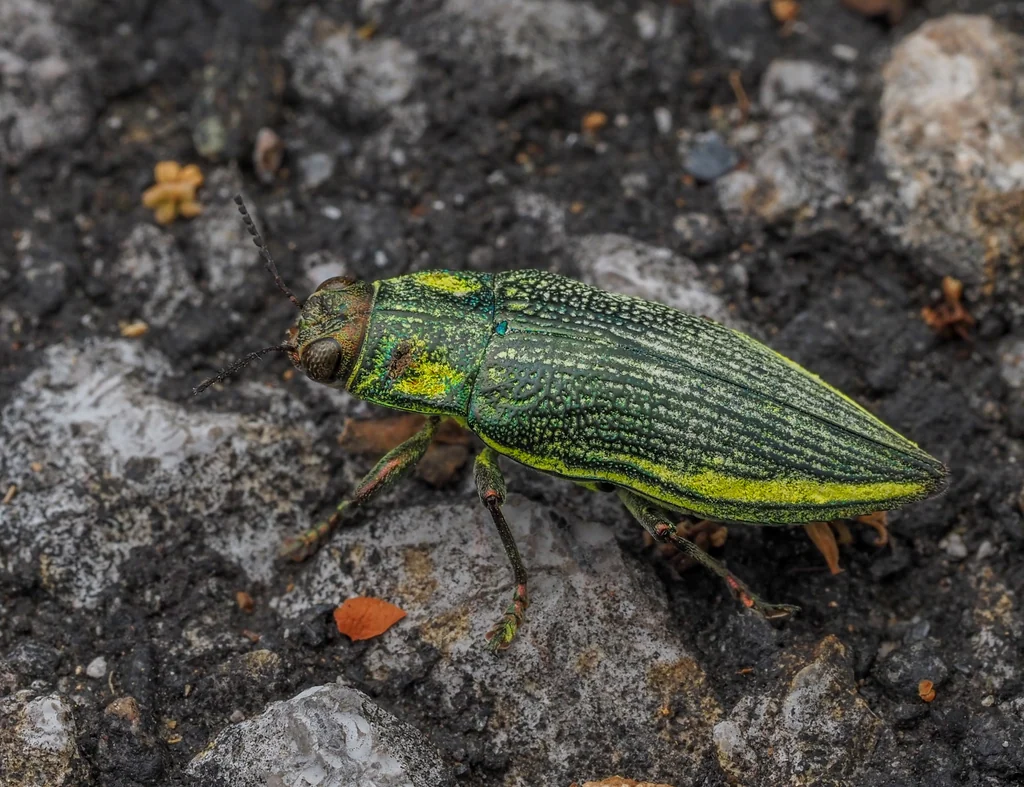 Chrysodema (Chrysodema) dalmanni (Mannerheim, 1837) photograph