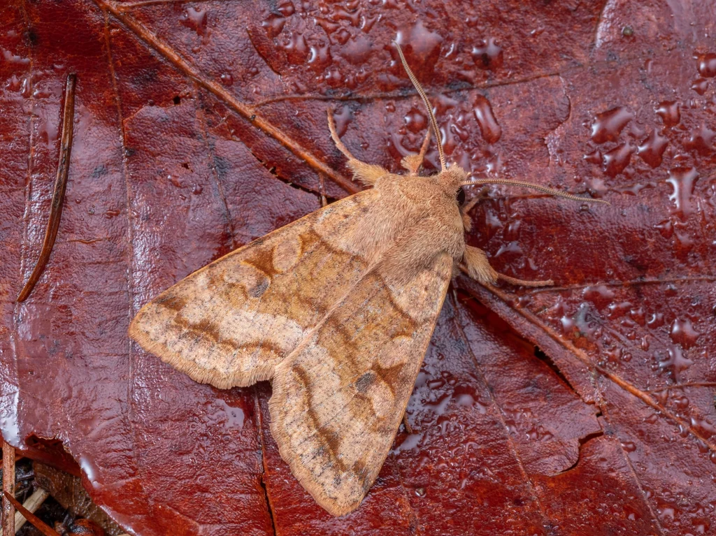 Orthosia aoyamensis (Matsumura, 1926) photograph