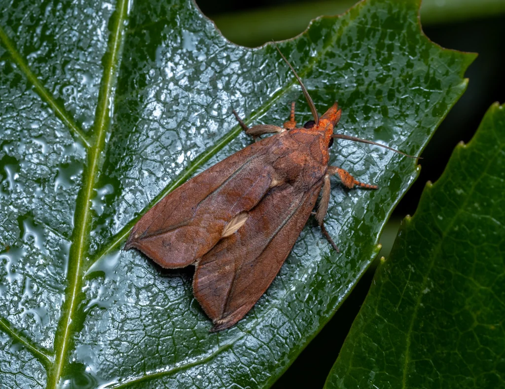 Oraesia excavata (Butler, 1878) photograph