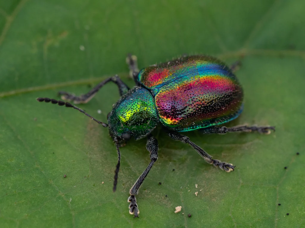 アカガネサルハムシ 基亜種（Acrothinium gaschkevitchii gaschkevitchii (Motschulsky, 1861)）の写真