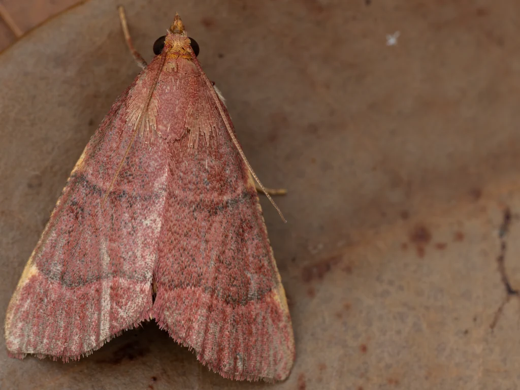 Herculia pelasgalis (Walker, 1859) photograph