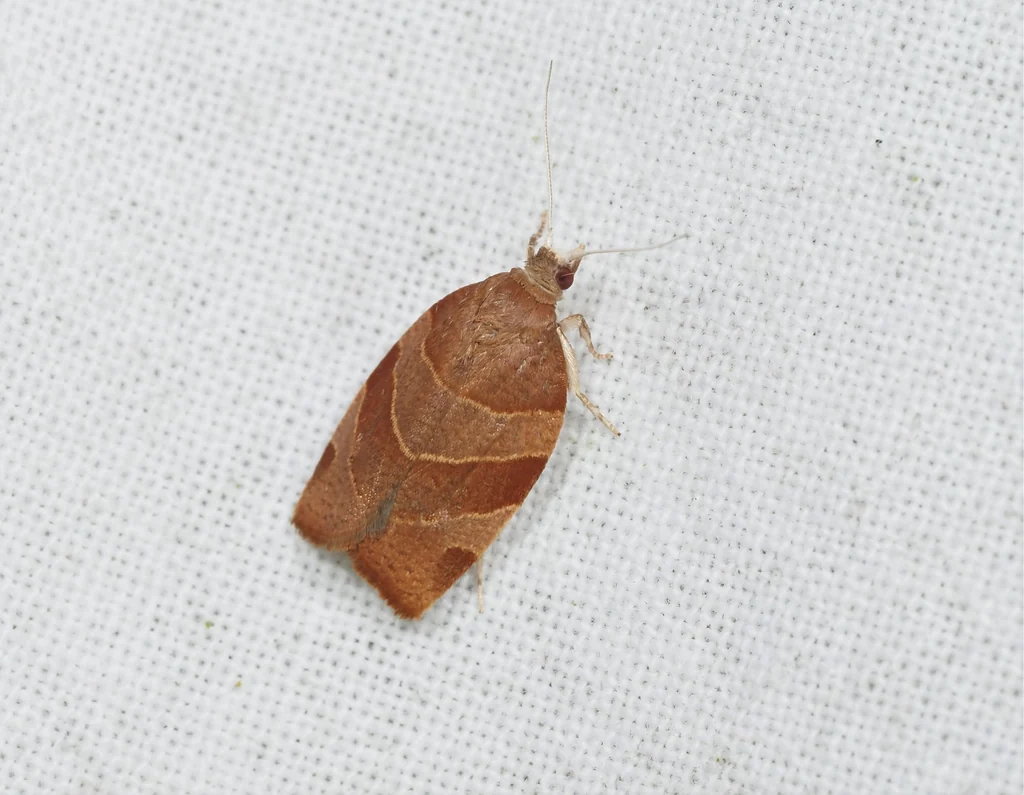Pandemis cinnamomeana (Treitschke, 1830) photograph