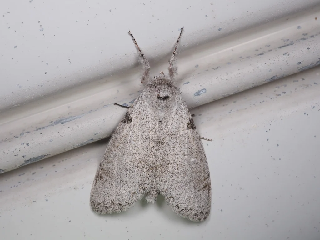 Calliteara lunulata (Butler, 1877) photograph