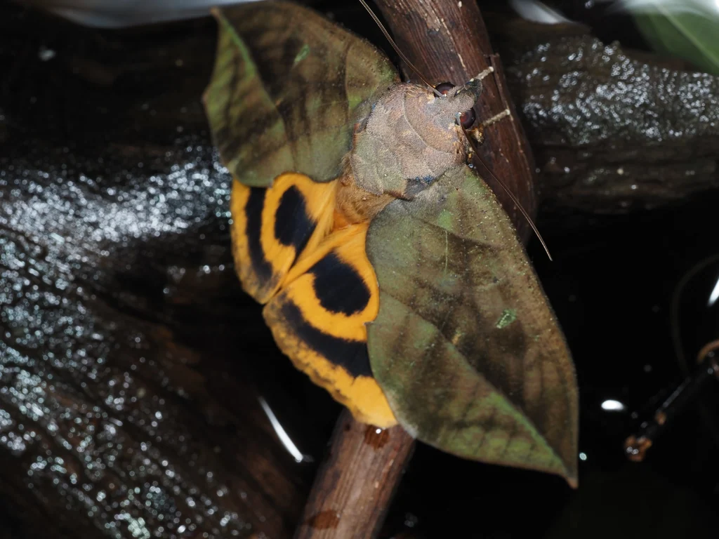 Eudocima tyrannus (Guenée, 1852) photograph