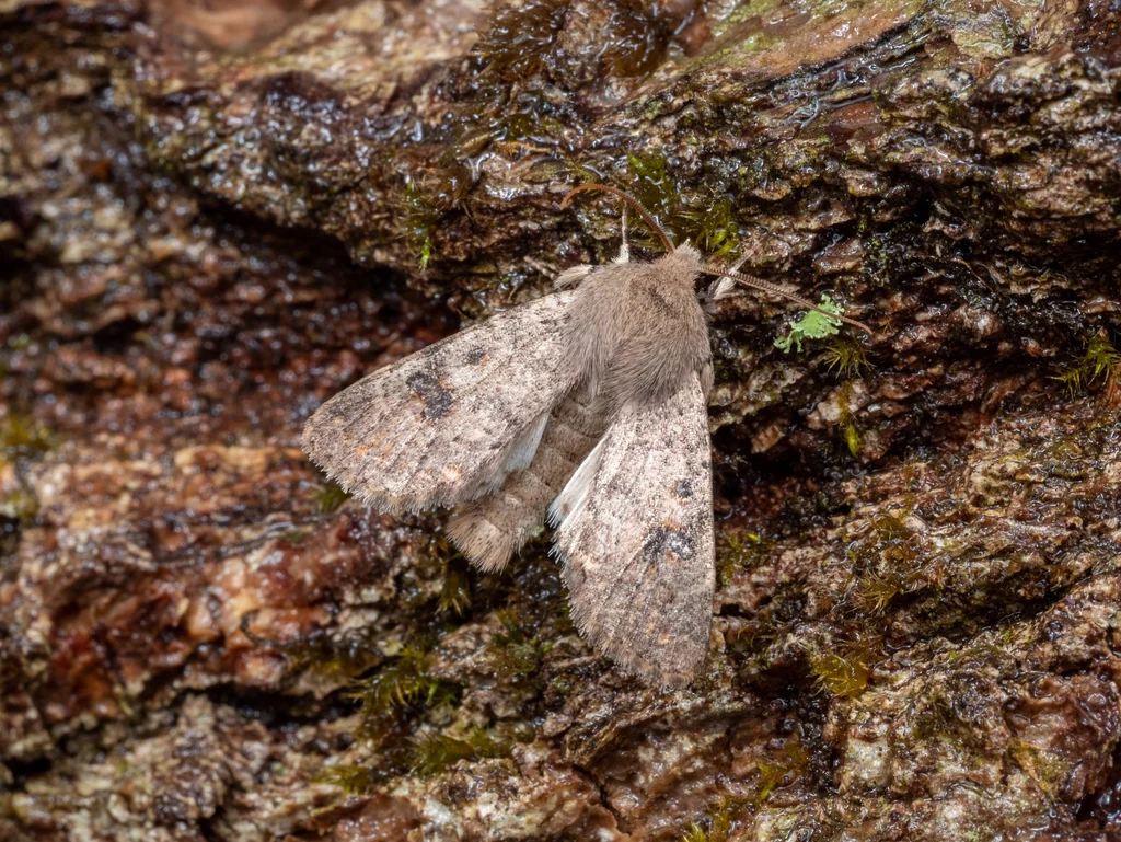 Dioszeghyana mirabilis (Sugi, 1955) photograph