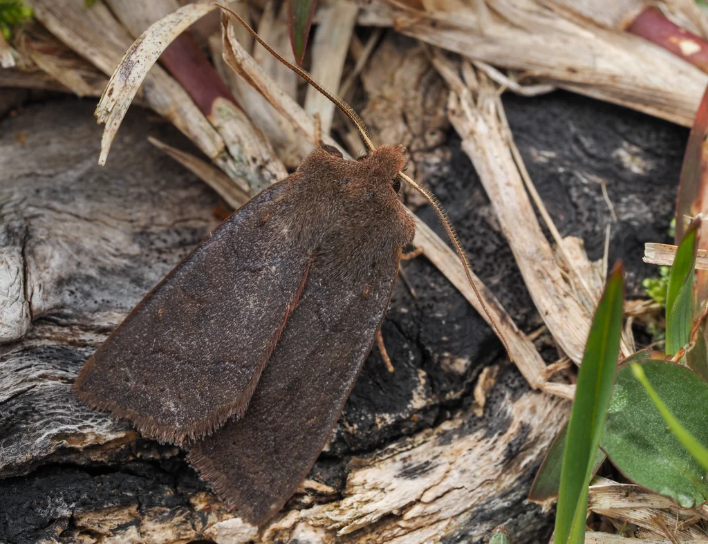 Agrocholorta amamiensis (Shikata, 2015) photograph