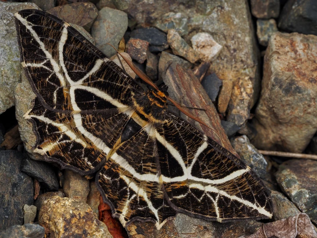 Mesastrape fulguraria (Walker, 1860) photograph