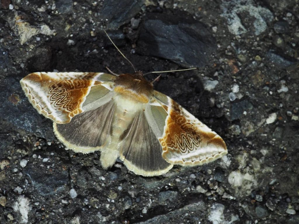 Habrosyne pyritoides (Hufnagel, 1766) photograph