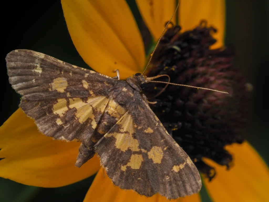 Eurrhyparodes accessalis (Walker, 1859) photograph