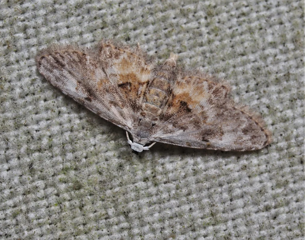 Araeopteron amoenum Inoue, 1958 photograph