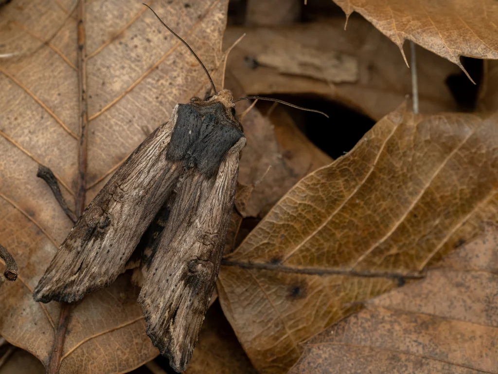 Xylena fumosa (Butler, 1878) photograph