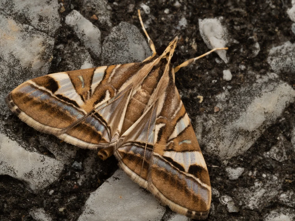 Agrioglypta itysalis (Walker, 1859) photograph