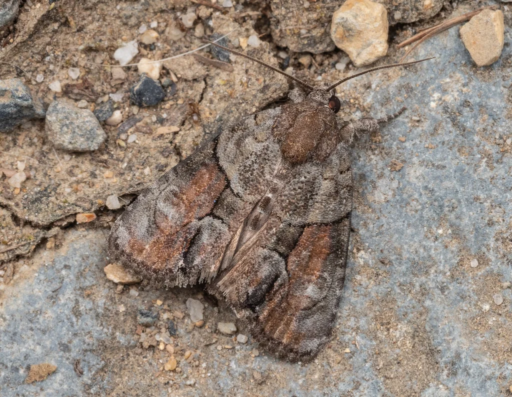 Bryophila granitalis (Butler, 1881) photograph