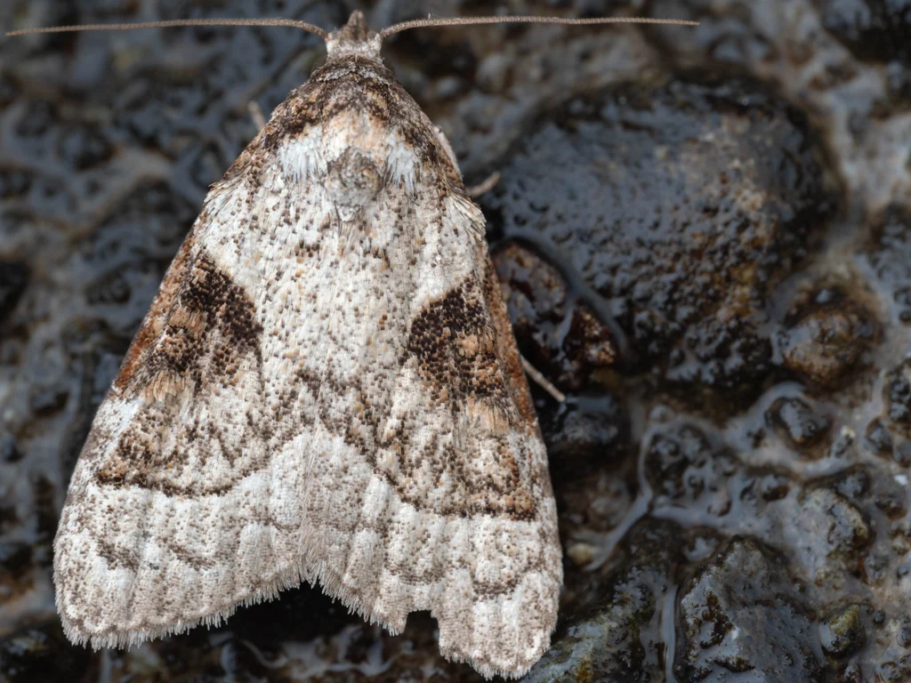 Meganola triangulalis (Leech, [1889]) photograph