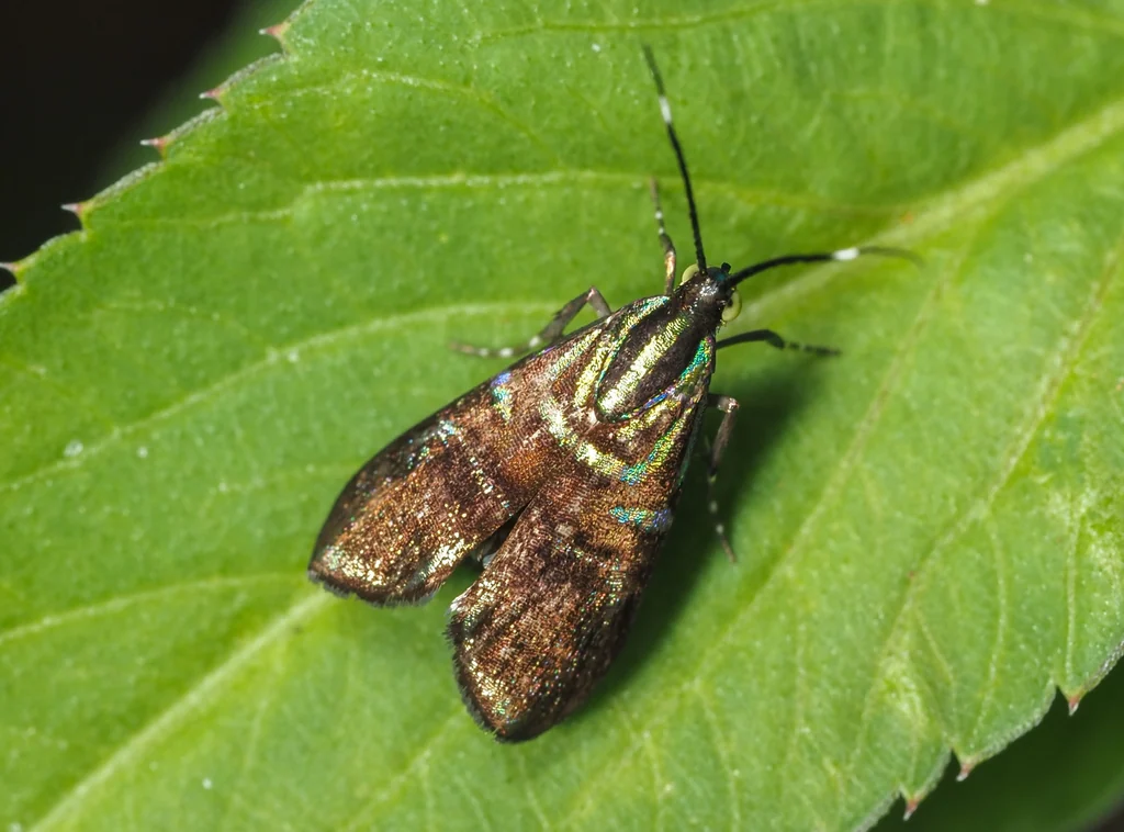 Saptha divitiosa Walker, 1864 photograph