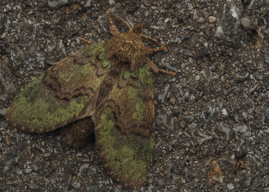 Vaneeckeia pallidifascia (Hampson, 1893) photograph