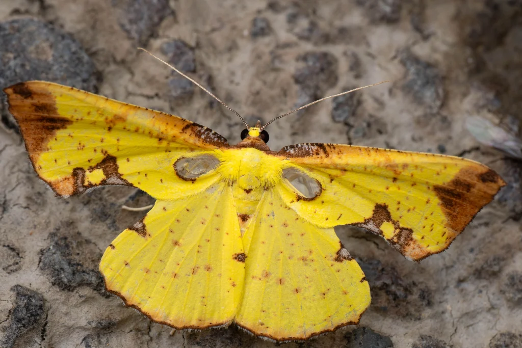 Corymica pryeri (Butler, 1878) photograph