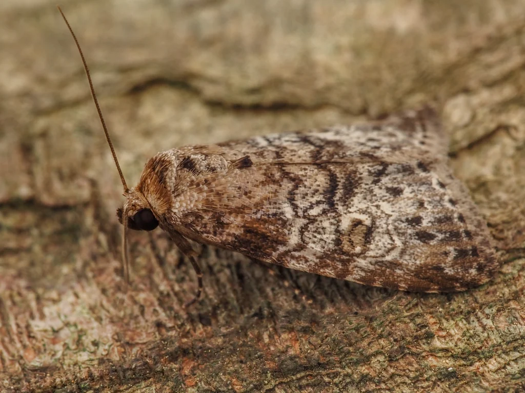 Bryophilina mollicula (Graeser, 1889) photograph