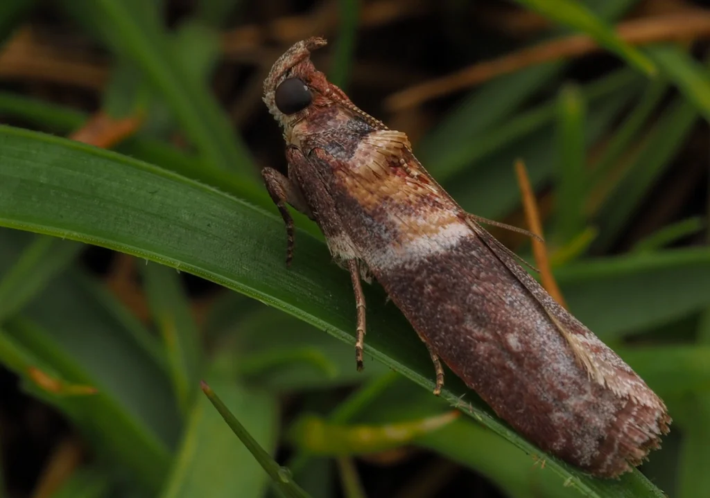 Addyme confusalis Yamanaka, 2006 photograph
