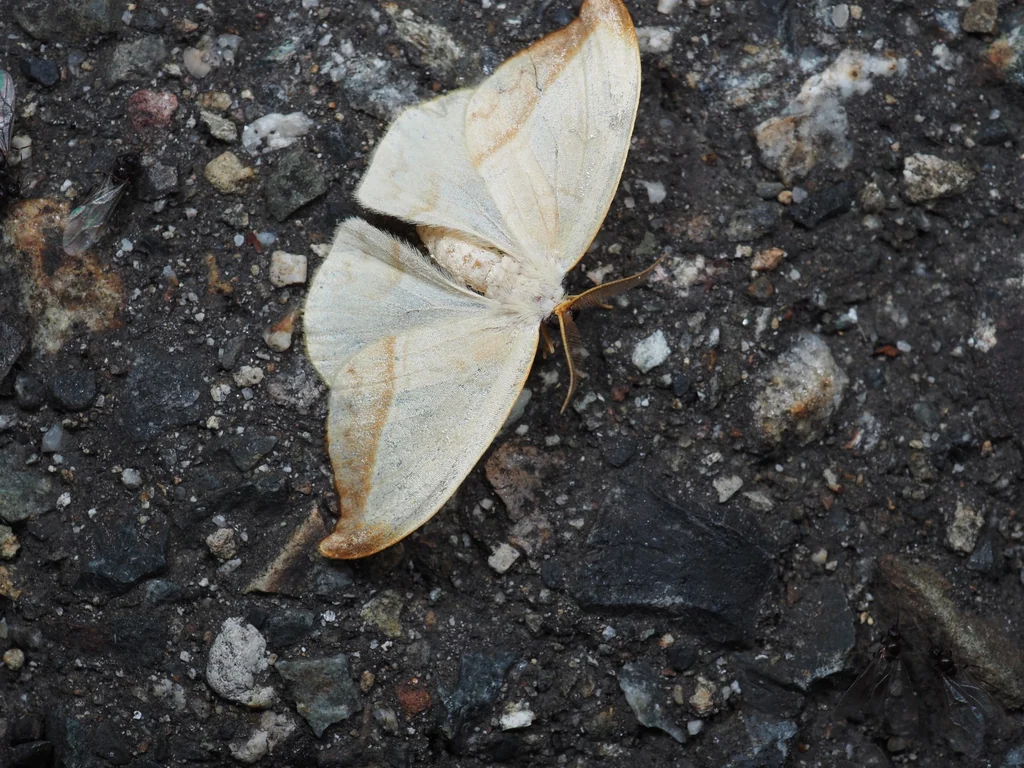 Callidrepana palleola (Motschulsky, 1866) photograph