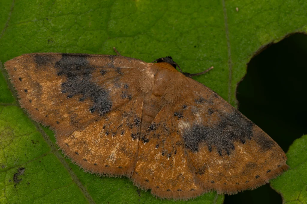 Oruza brunnea (Leech, 1900) photograph