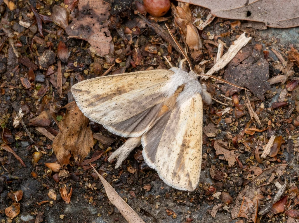 Mimopydna pallida (Butler, 1877) photograph