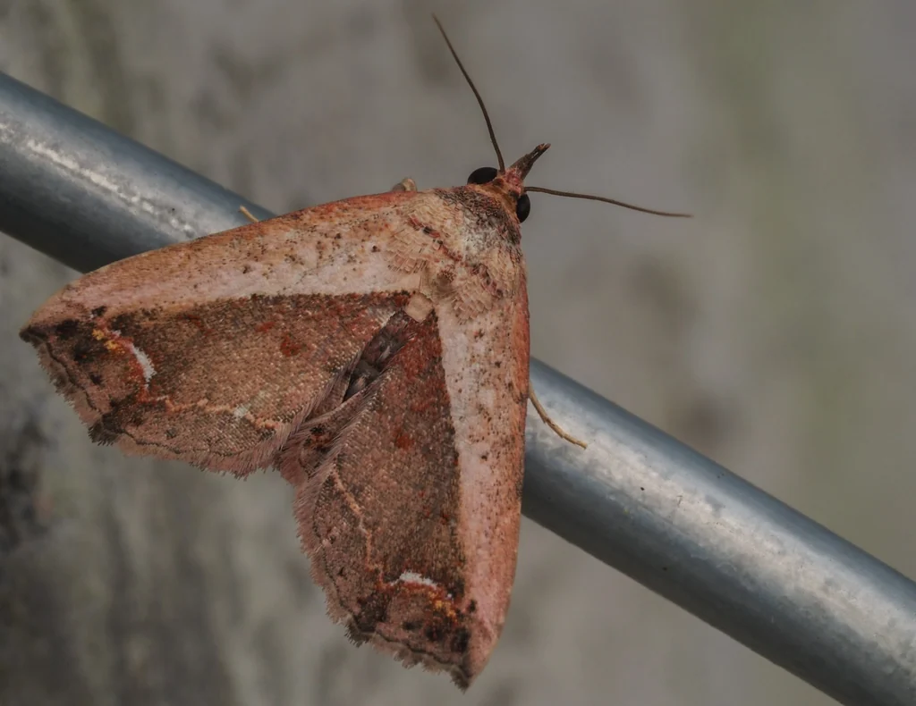 Eugnathia lunifera (Moore, 1885) photograph