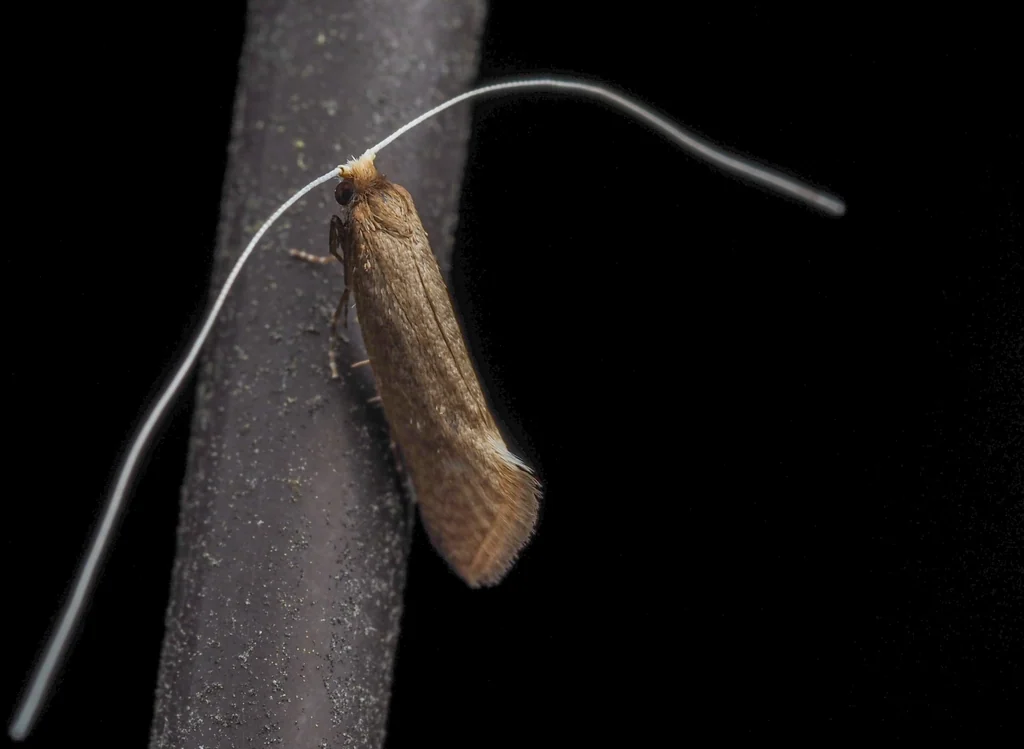 Nematopogon distinctus Yasuda, 1957 photograph