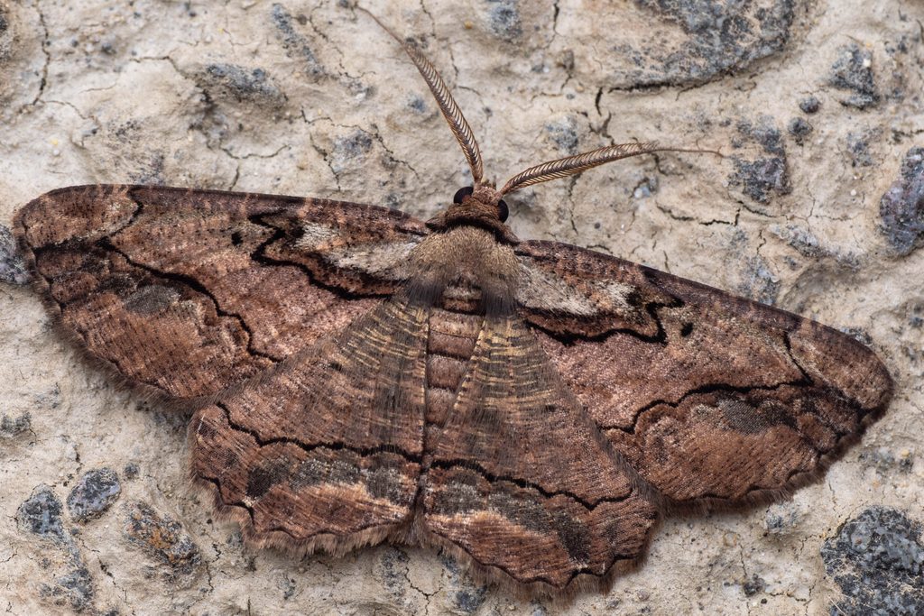Menophra senilis (Butler, 1878) photograph