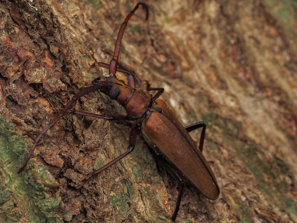 Aegosoma sinicum sinicum (White, 1853) photograph