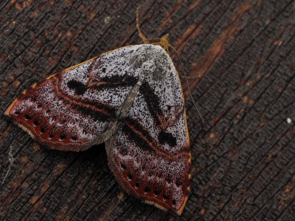 Sophta subrosea (Butler, 1881) photograph