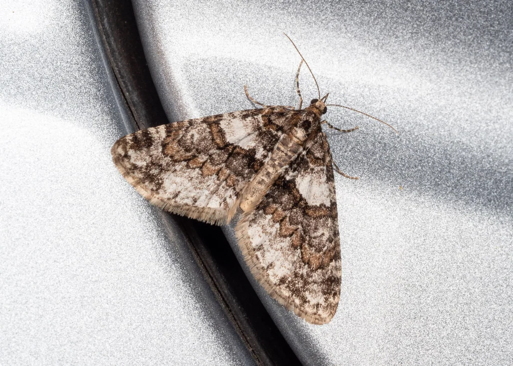 Esakiopteryx volitans (Butler, 1878) photograph