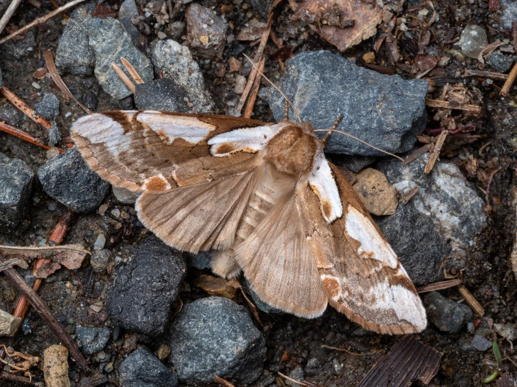Monothyatira pryeri (Butler, 1881) photograph