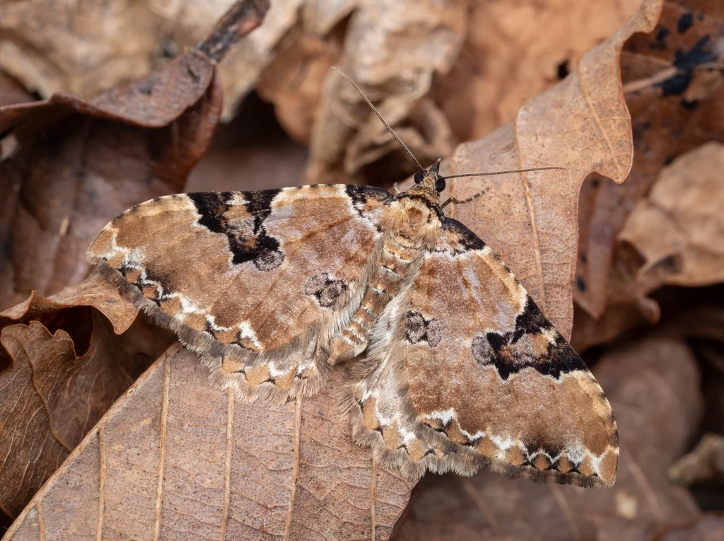 Rheumaptera hedemannaria (Oberthür, 1880) photograph