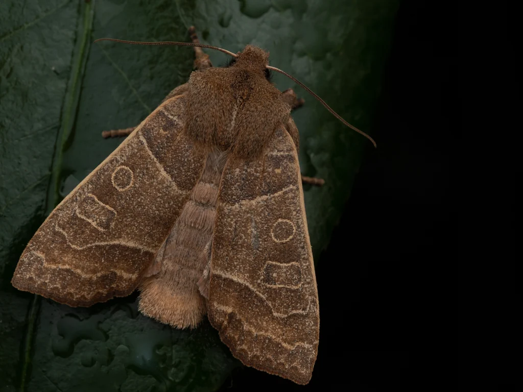 Eupsilia contracta (Butler, 1878) photograph