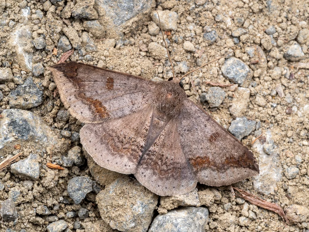 Ericeia pertendens (Walker, 1858) photograph