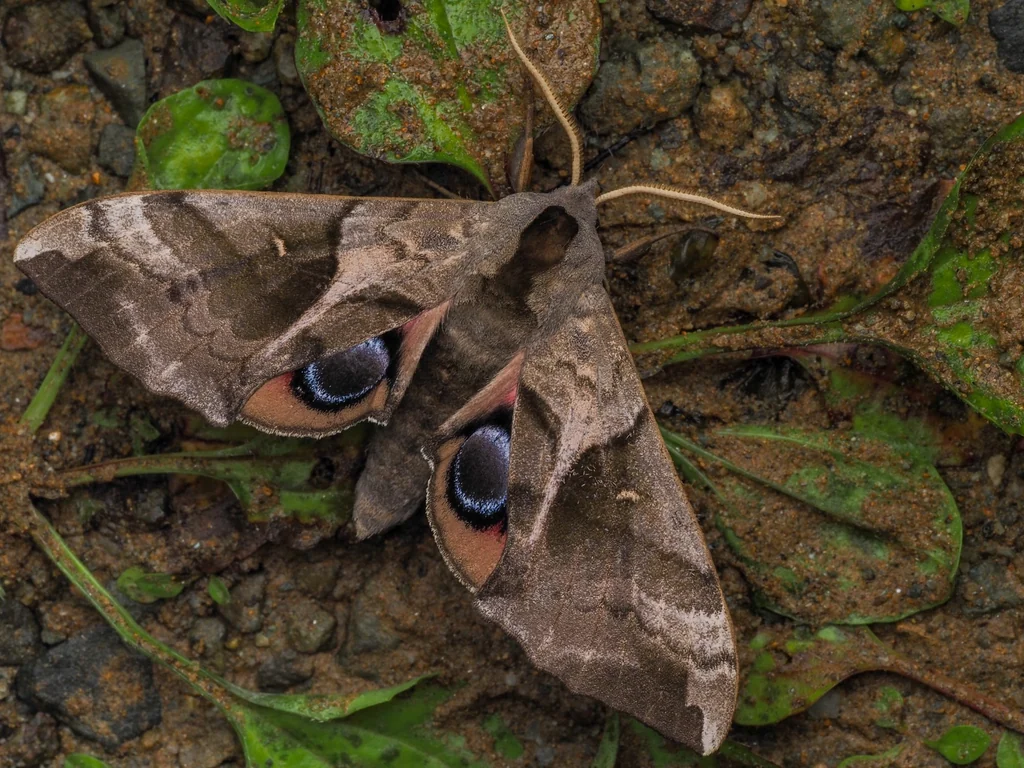 Smerinthus planus Walker, 1856 photograph
