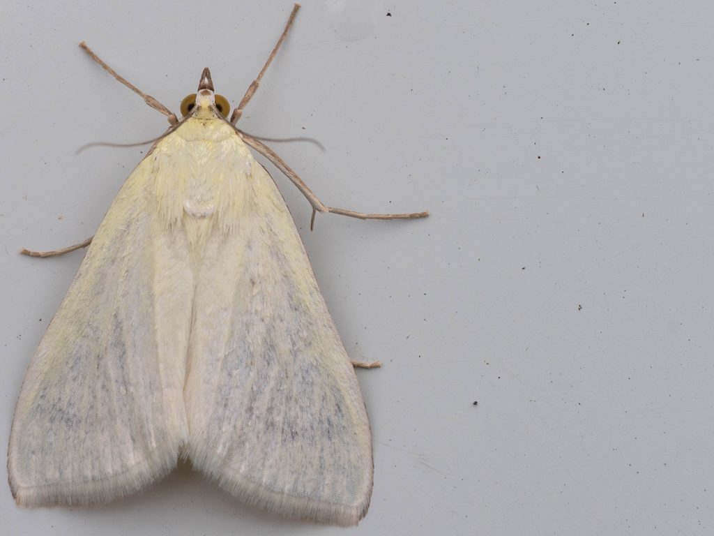 ウラグロシロノメイガ（Sitochroa palealis (Denis & Schiffermüller, 1775)）の写真