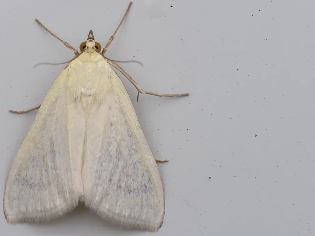 Sitochroa palealis (Denis & Schiffermüller, 1775) photograph