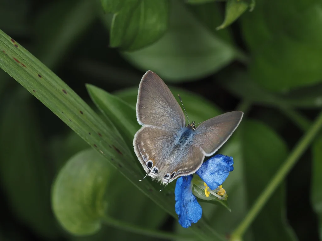 Lampides boeticus Linnaeus, 1767 photograph