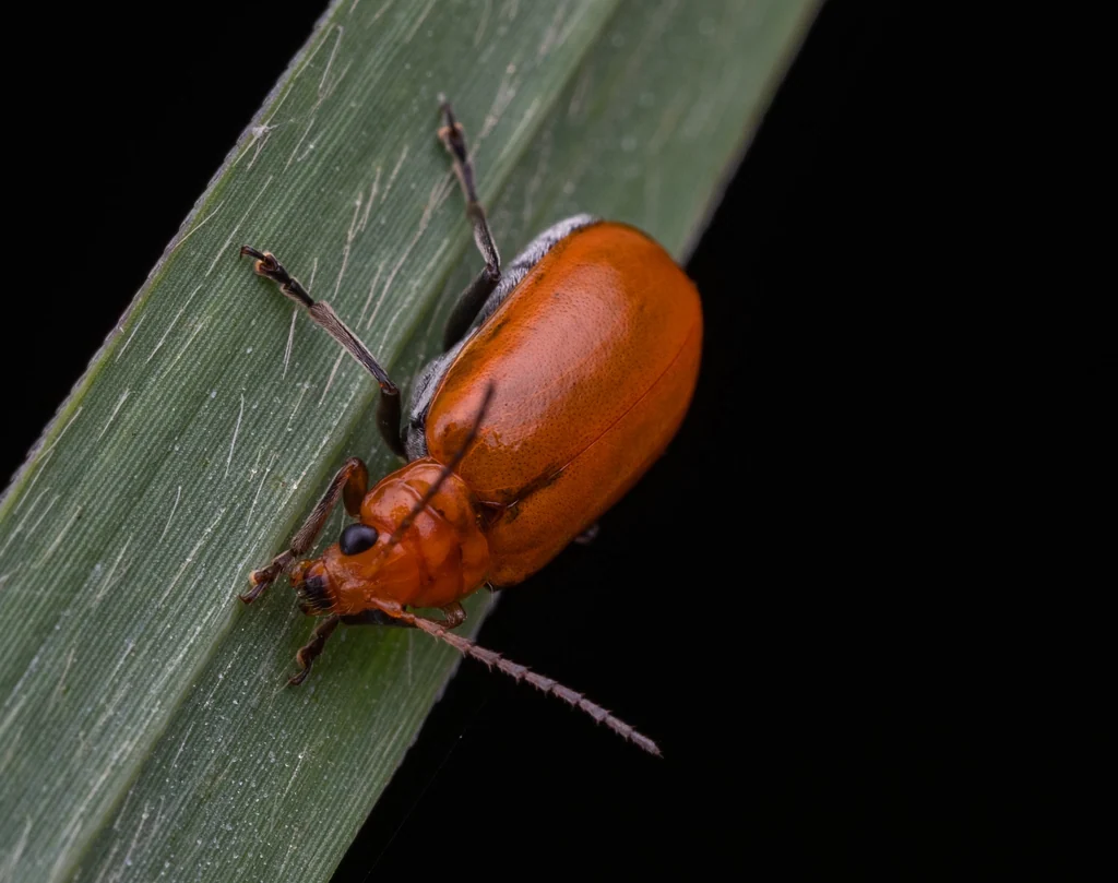 Aulacophora indica (Gmelin, 1790) photograph