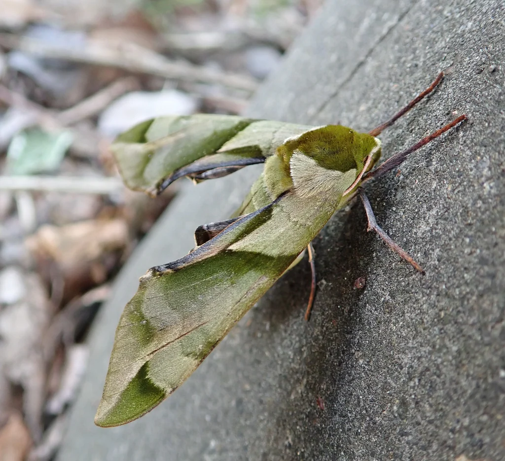 Callambulyx tatarinovii (Bremer & Grey, 1853) photograph