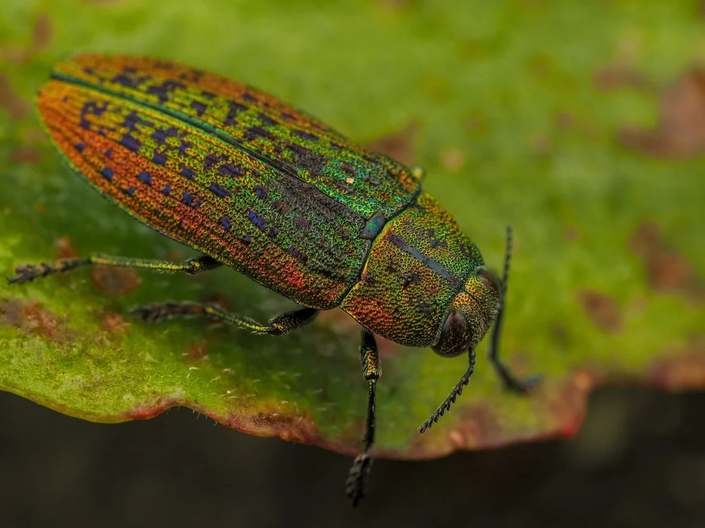 Lamprodila (Lamprodila) decipiens (Gebler, 1847) photograph