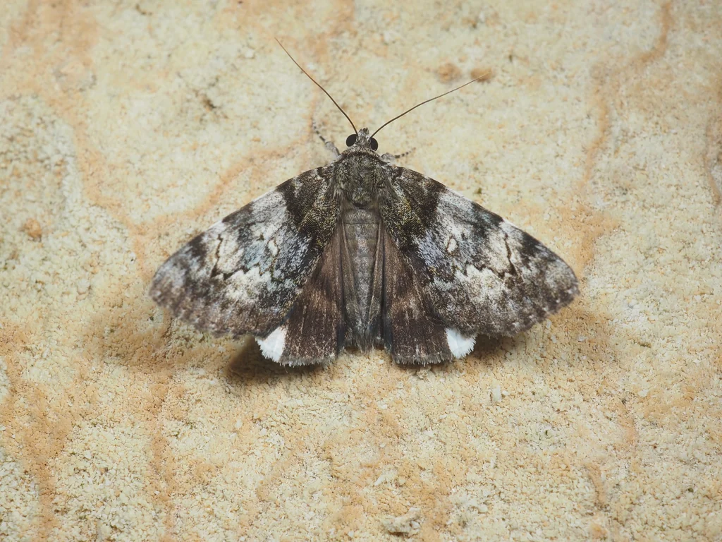Catocala dissimilis (Bremer, 1861) photograph