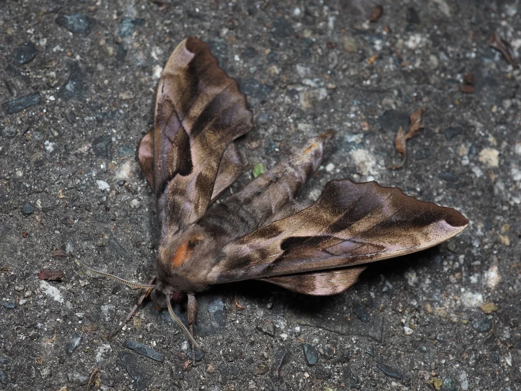 Phyllosphingia dissimilis (Bremer, 1861) photograph