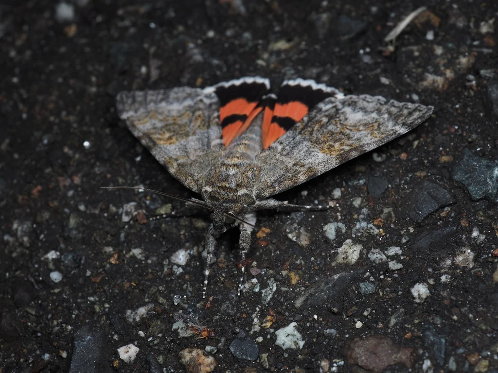 Catocala nupta (Linnaeus, 1767) photograph