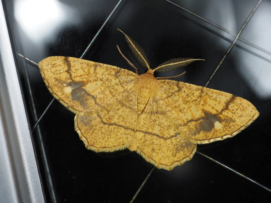 Exangerona prattiaria (Leech, 1891) photograph